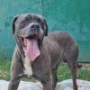 Golia - 5 Anni (nato a Luglio del 2020)  - Razza: Simil Cane Corso  - Taglia: Grande  - Carattere: Dolce, equilibrato Foto 6